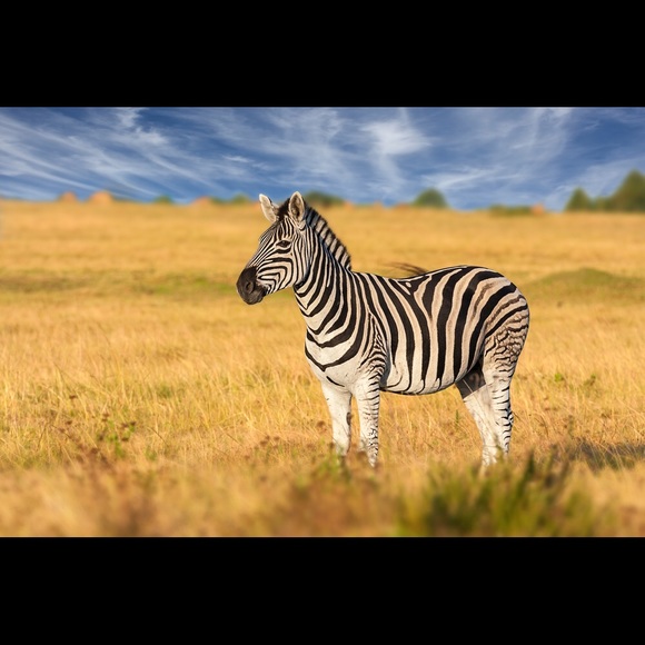 Meet your Posher, Sandra - Picture 6 of 6